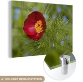 MuchoWow® Glasschilderij 60x40 cm - Schilderij acrylglas - De rode pioenroos met een groene achtergrond - Foto op glas - Schilderijen