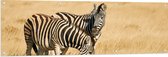 Tuinposter – Zebra Duo door Droog Gras Landschap - 150x50 cm Foto op Tuinposter (wanddecoratie voor buiten en binnen)