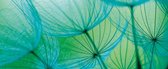 Fotobehang Flower Dandelion | PANORAMIC - 250cm x 104cm | 130g/m2 Vlies