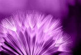 Fotobehang Dandelion Flower | XL - 208cm x 146cm | 130g/m2 Vlies