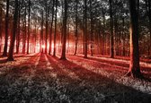 Fotobehang Forest Trees Beam Light Nature | PANORAMIC - 250cm x 104cm | 130g/m2 Vlies