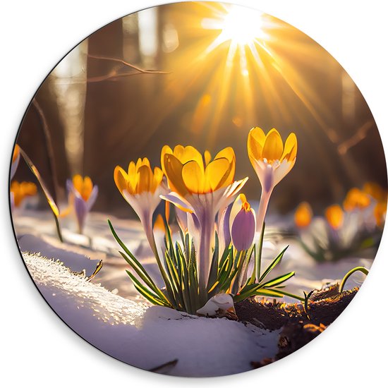 Dibond Muurcirkel - Zonnestralen op Gele Bloeiende Krokusbloemen in Bos - 50x50 cm Foto op Aluminium Muurcirkel (met ophangsysteem)