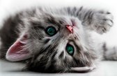 Fotobehang Cat Kitten | XL - 208cm x 146cm | 130g/m2 Vlies