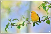 Tuinposter – Zingend Geel Vogeltje met Open Snavel op Takje - 90x60 cm Foto op Tuinposter (wanddecoratie voor buiten en binnen)