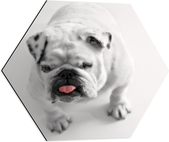 Dibond Hexagon - Witte Franse Bulldog met Uitstekende Tong tegen Witte Achtergrond - 60x52.2 cm Foto op Hexagon (Met Ophangsysteem)