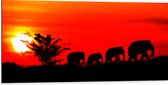 Dibond - Silhouet van Familie Olifanten Lopend over Afrikaans Landschap - 100x50 cm Foto op Aluminium (Met Ophangsysteem)