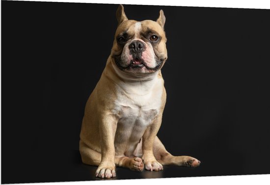 Dibond - Schattige Bruine Bulldog in Zitpositie tegen Zwarte Achtergrond - 150x100 cm Foto op Aluminium (Met Ophangsysteem)