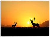 Dibond - Silhouet van Herten rennend door het Weiland bij Zonsondergang - 40x30 cm Foto op Aluminium (Met Ophangsysteem)