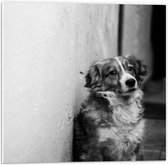 PVC Schuimplaat - Hond Leunend tegen Stenen Muur (Zwart- wit) - 50x50 cm Foto op PVC Schuimplaat (Met Ophangsysteem)