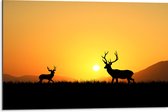Dibond - Silhouet van Herten rennend door het Weiland bij Zonsondergang - 75x50 cm Foto op Aluminium (Met Ophangsysteem)