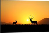 Dibond - Silhouet van Herten rennend door het Weiland bij Zonsondergang - 90x60 cm Foto op Aluminium (Met Ophangsysteem)