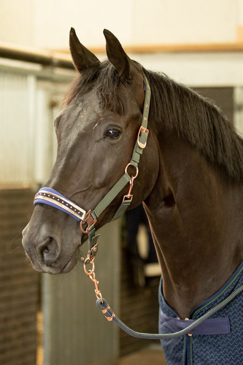 Tracolla Da Donna Harry's Horse Sharkskin - Taglia M, Antistrappo