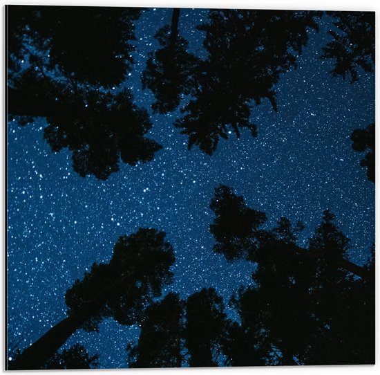 Dibond - Onderaanzicht van Silhouet van Bomen onder Heldere Sterrenhemel - 50x50 cm Foto op Aluminium (Met Ophangsysteem)