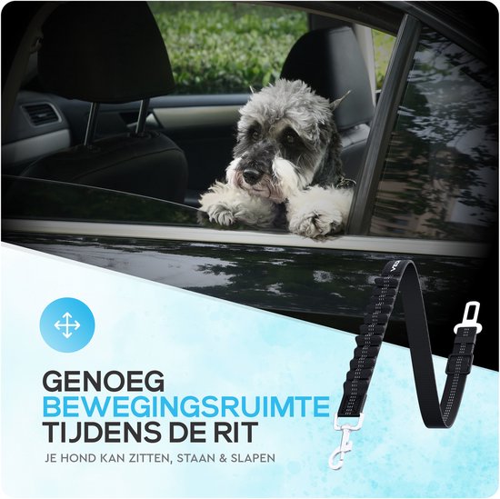 Kleine hond kijkt uit het autoraam, met een zwarte hondenautogordel zichtbaar.