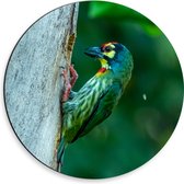 Dibond Muurcirkel - Groene Kopersmid Vogel tegen Boomstam in de Groene Natuur - 30x30 cm Foto op Aluminium Muurcirkel (met ophangsysteem)