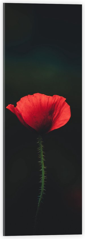 WallClassics - Acrylglas - Rode Eenzame Bloem - 20x60 cm Foto op Acrylglas (Met Ophangsysteem)