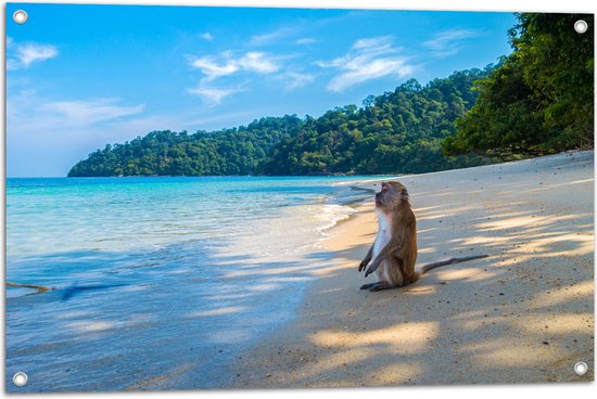 WallClassics - Tuinposter – Zittende Aap op Strand bij Heldere Zee en
