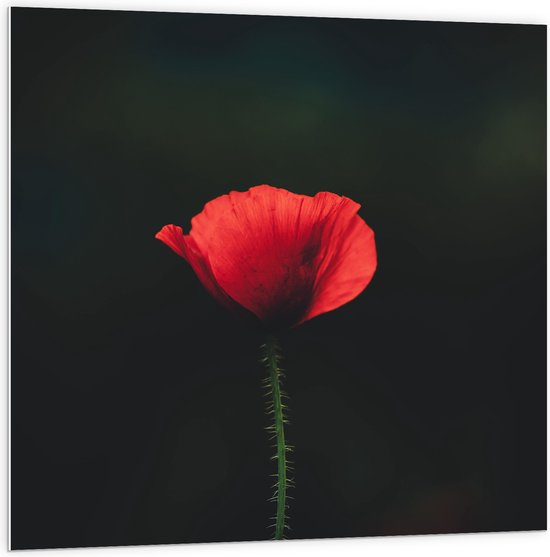 WallClassics - PVC Schuimplaat - Rode Eenzame Bloem - 100x100 cm Foto op PVC Schuimplaat (Met Ophangsysteem)