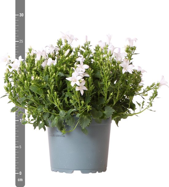 Campanula of klokjesbloem voor tuin en border? – tagged  Bodembedekkers