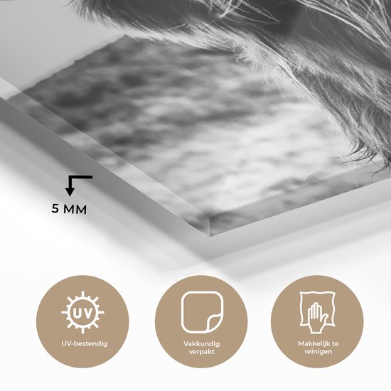 Peinture sur verre - Photo sur verre - Highlander écossais - Nature - Vache - Zwart et blanc - Verre acrylique - Décoration murale - 150x100 cm - Peinture sur verre Highlander écossais - Peinture sur verre - Décoration d'intérieur