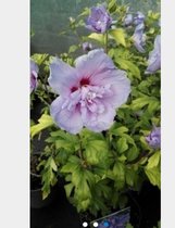 Hibiscus syriacus blue chiffon - Tuinhibiscus, Altheastruik, Heemstroos 40 - 60 cm in pot