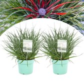 Plant in a Box - Fascicularia - Set van 2 - Bijzondere plant - Blauwgrijze bladeren - Geschikt voor binnen en buiten - Pot 13cm - Hoogte 20-30cm