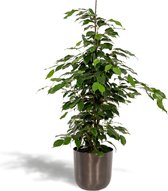 Ficus benjamina Danielle met Pot Mayk Lead - Potmaat 21cm - Hoogte 95cm