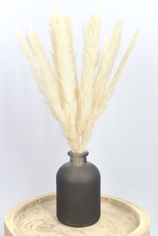 Fluffy Pampas Wit Fleurs séchées AVEC VASE Plumes de pampa 50 cm