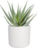 Plante d'Aloe Vera dans un pot blanc.
