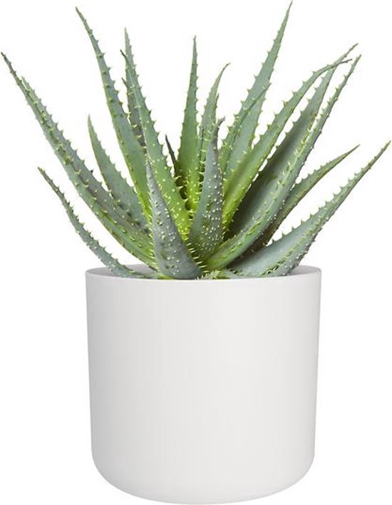 Plante d'Aloe Vera dans un pot blanc.