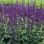6 x Salie Caradonna Paars|Blauw - Tuinplanten Winterhard - Salvia nemorosa 'Caradonna' in 9x9cm pot met hoogte 5-10cm