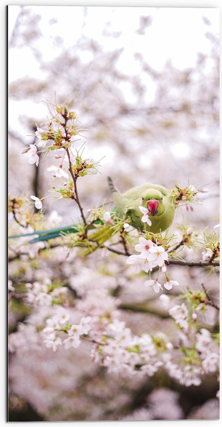 Dibond - Groene Vogel tussen de Roze Bloesem - 50x100 cm Foto op Aluminium (Met Ophangsysteem)