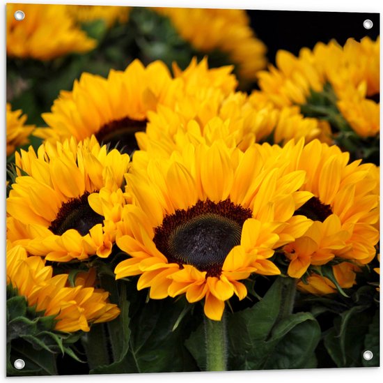 Tuinposter – Meerdere Gele Zonnebloemen - 80x80 cm Foto op Tuinposter (wanddecoratie voor buiten en binnen)