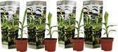 Plant in a Box - Musa Basjoo - Set van 4 - Winterharde bananenplanten - Tuinbanaan - Pot 9cm - Hoogte 25-40cm
