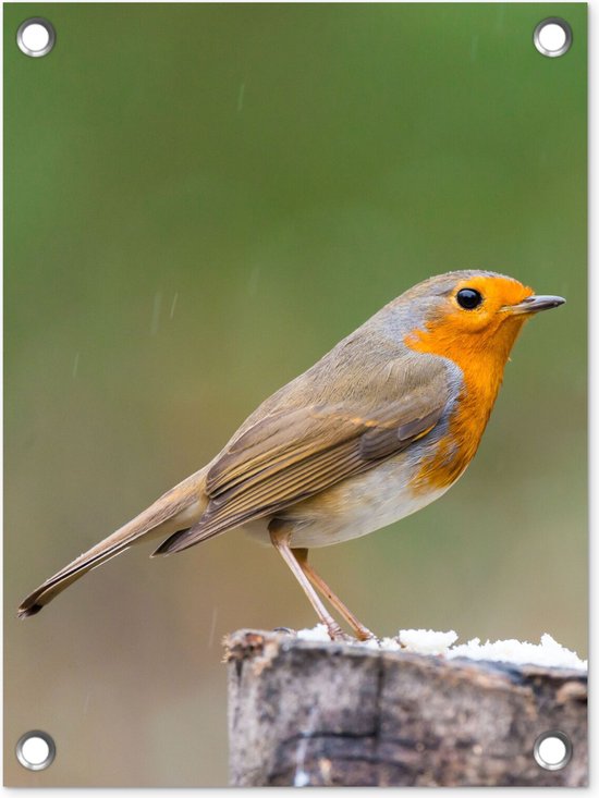 Tuinposter - Roodborstje - Country Deco