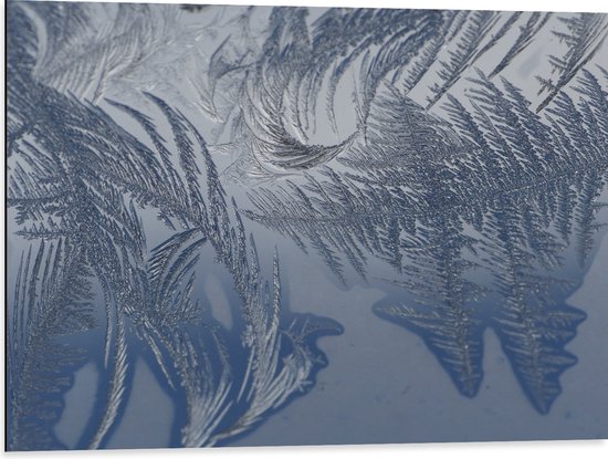 Dibond - Bevroren Vogel Veren - 80x60 cm Foto op Aluminium (Met Ophangsysteem)