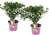 Plant in a Box - Hydrangea paniculata 'Confetti' - Set va 2 - Hortensia - Pluimhortensia - Pluimvormige bloemen - Pot 19cm - Hoogte 25-40cm