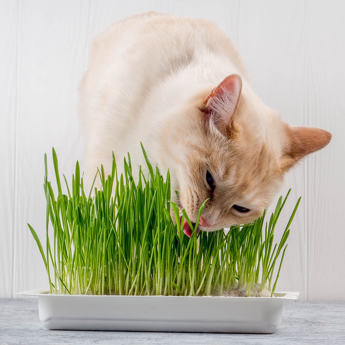 Kattengras Zaden – Kattegras om Zelf te Kweken – Gezond Gras voor Katten – 15 Gram - Tuin de Bruijn® zaden — cadeau in Tuin & Klussen - foto 3