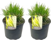 Plant in a Box - Pennisetum alopecuroides - Set van 2 - Pennisetum Hameln siergras winterhard - Pot 23cm - Hoogte 20-30cm
