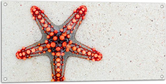Tuinposter – Rode Stekelster op het Zand - 100x50 cm Foto op Tuinposter (wanddecoratie voor buiten en binnen)