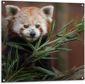 Tuinposter – Rode Panda tussen de Bladeren op Boomstammen - 100x100 cm Foto op Tuinposter (wanddecoratie voor buiten en binnen)