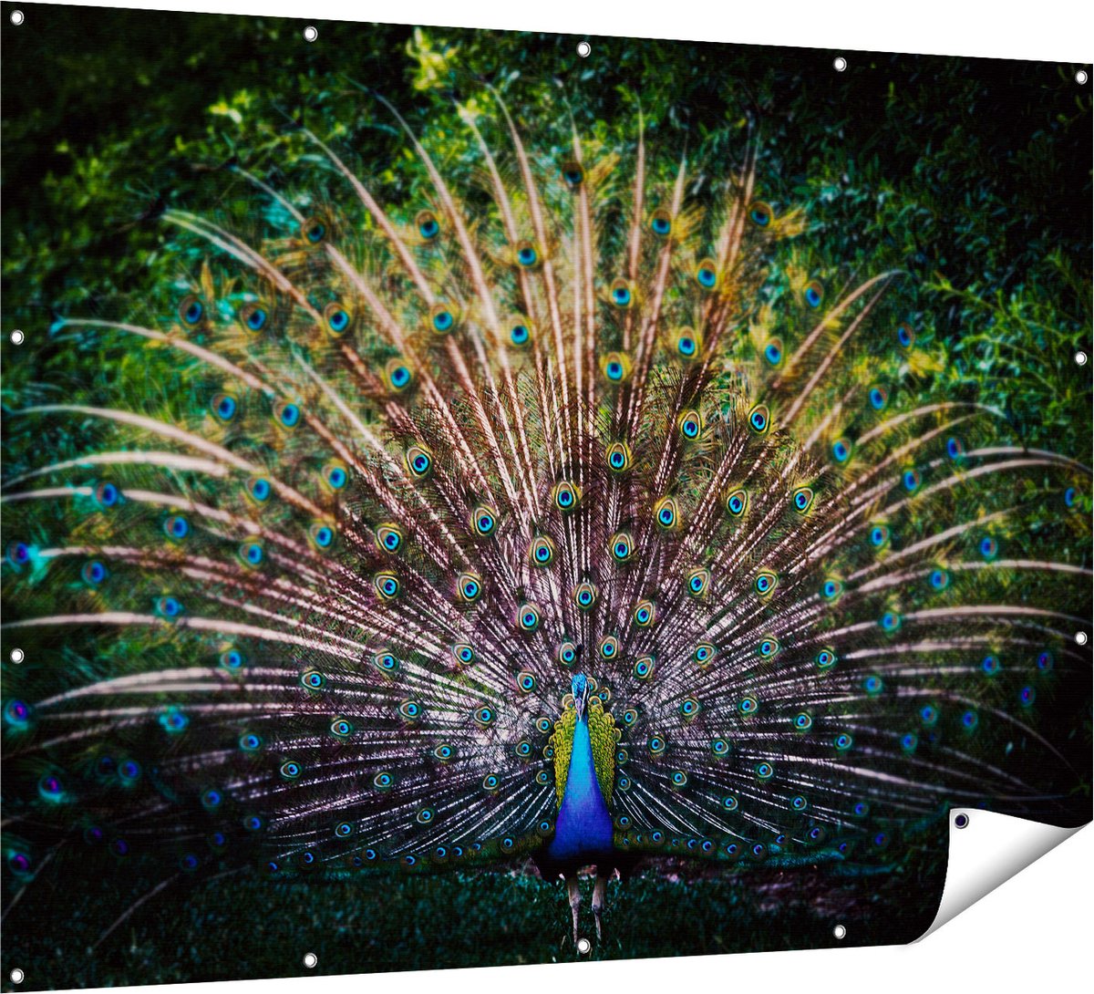 Gards Tuinposter Pauw met Kleurrijke Veren - Kleur - 160x120 cm - Tuindoek - Tuindecoratie - Wanddecoratie buiten - Tuinschilderij Multikleur