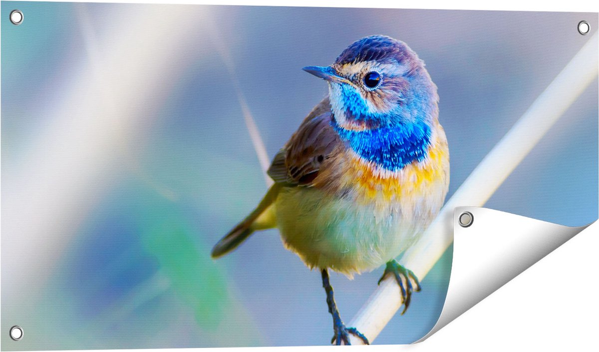 Gards Tuinposter Kleurrijke Blauwborst Vogel op een Tak - 80x40 cm - Tuindoek - Tuindecoratie - Wanddecoratie buiten - Tuinschilderij Multikleur