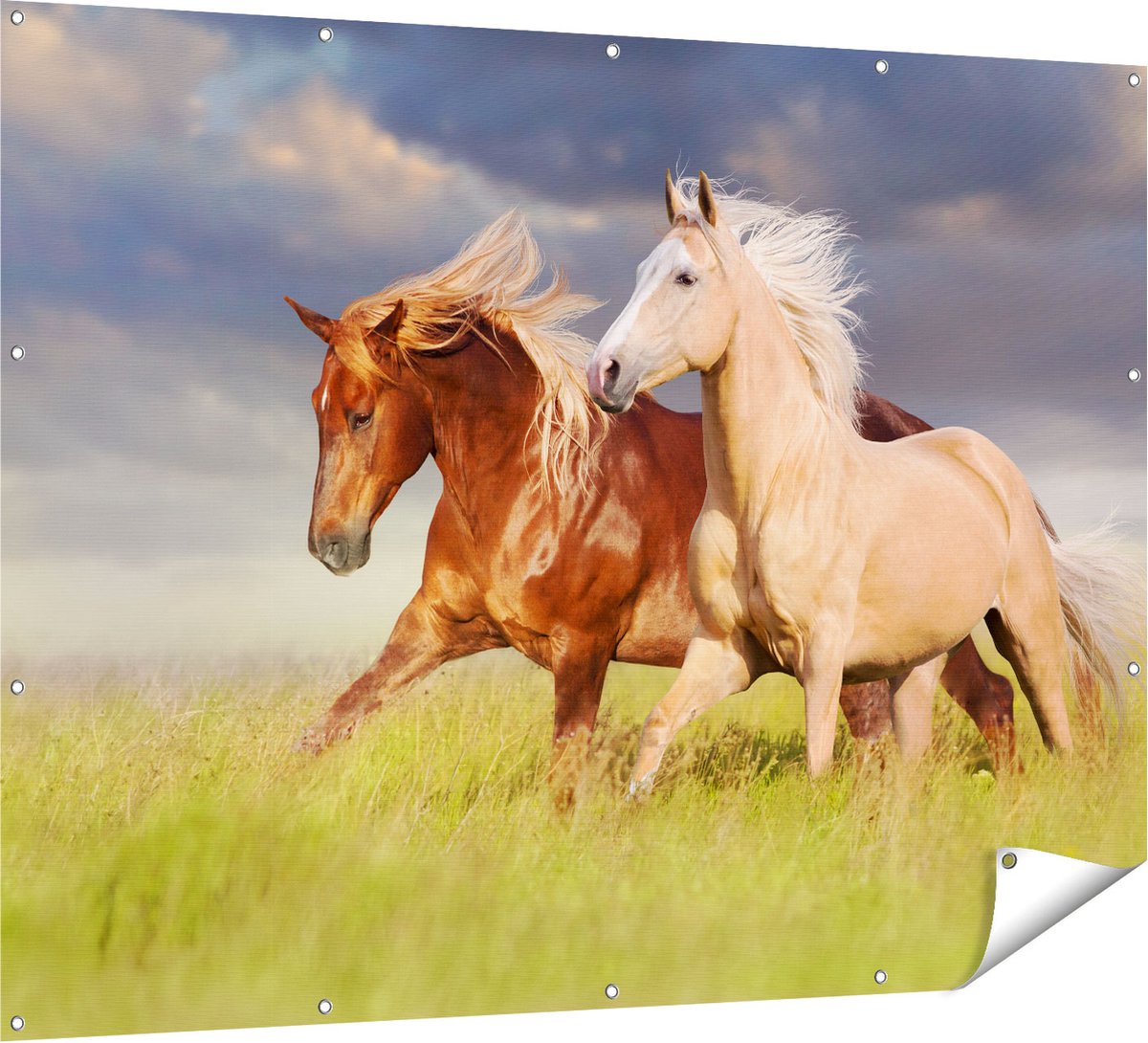 Gards Tuinposter Bruin en Wit Paard in de Wei - 160x120 cm - Tuindoek - Tuindecoratie - Wanddecoratie buiten - Tuinschilderij Multikleur