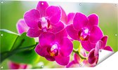 Gards Tuinposter Roze Orchidee Bloemen - 120x60 cm - Tuindoek - Tuindecoratie - Wanddecoratie buiten - Tuinschilderij