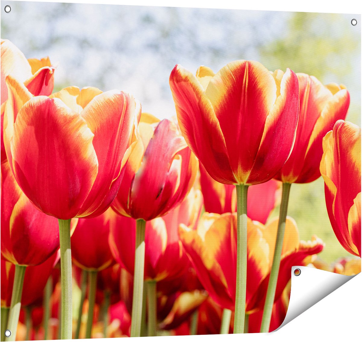 Gards Tuinposter Oranje Rode Tulpen - 100x80 cm - Tuindoek - Tuindecoratie - Wanddecoratie buiten - Tuinschilderij Multikleur