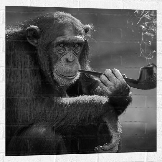 Muursticker - Chimpansee Aap Rokend aan Pijp (Zwart- wit) - 80x80 cm Foto op Muursticker