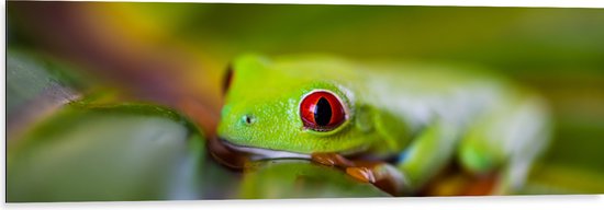 Dibond - Exotische Gifgroene Kikker met Rode Ogen op Groen Blad - 120x40 cm Foto op Aluminium (Wanddecoratie van metaal)