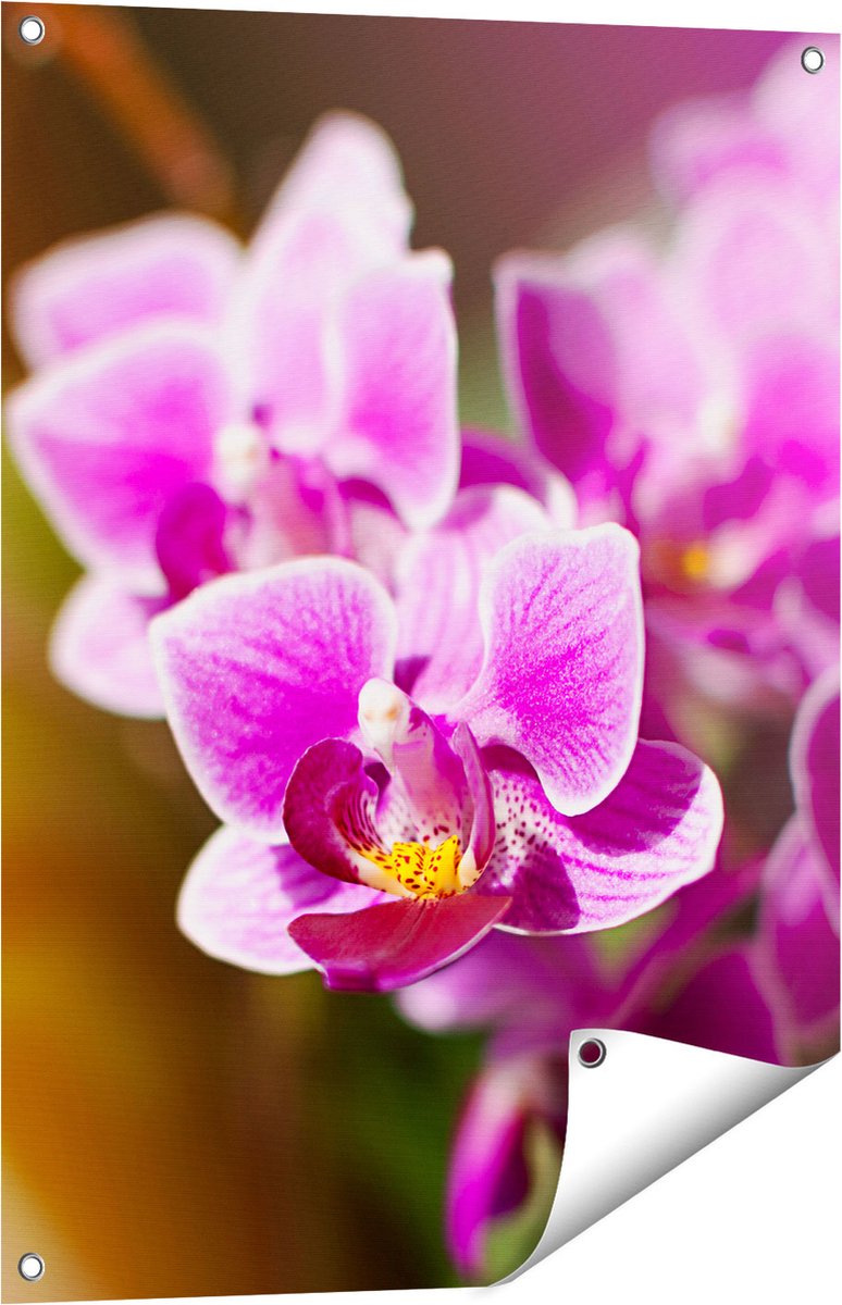 Gards Tuinposter Paarse Orchidee Bloemen - 60x80 cm - Tuindoek - Tuindecoratie - Wanddecoratie buiten - Tuinschilderij Multikleur