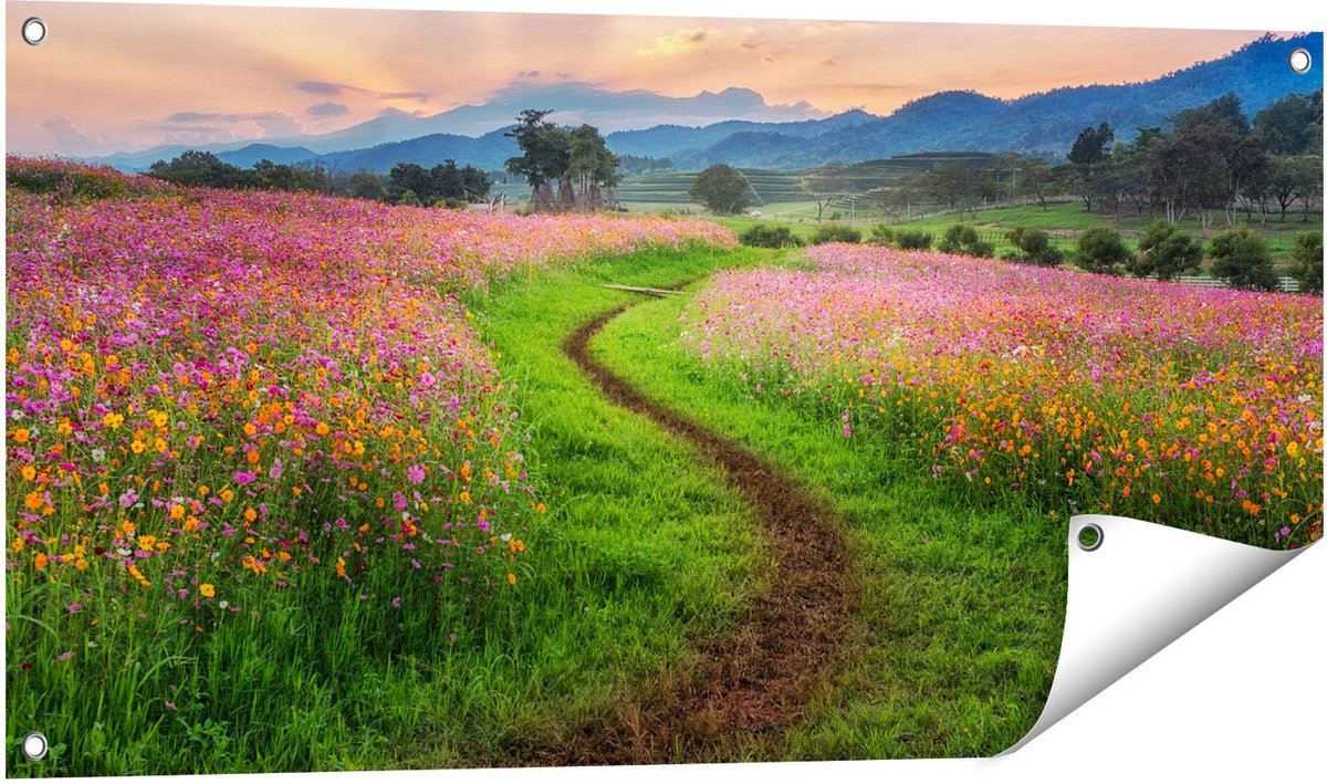 Gards Tuinposter Kosmos Bloemenveld met een Pad - Bloemen - 100x50 cm - Tuindoek - Tuindecoratie - Wanddecoratie buiten - Tuinschilderij Multikleur